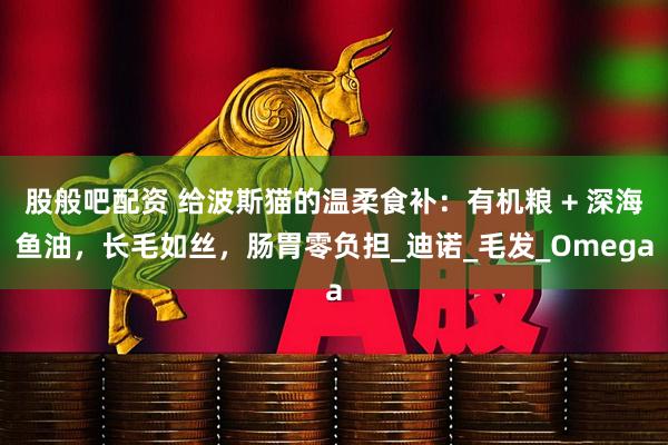 股般吧配资 给波斯猫的温柔食补：有机粮 + 深海鱼油，长毛如丝，肠胃零负担_迪诺_毛发_Omega